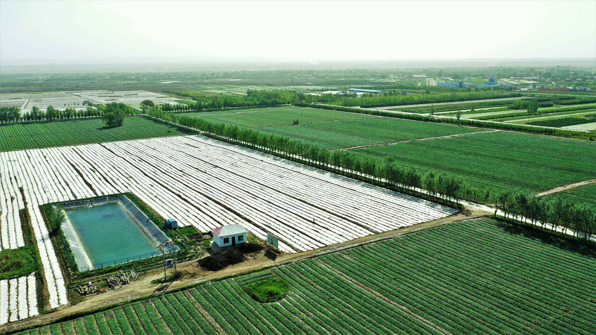 河北張家口設施蔬菜種植帶火鄉村發展、帶旺群眾生活