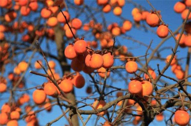 廣西恭城縣：數字“柿”業助興農