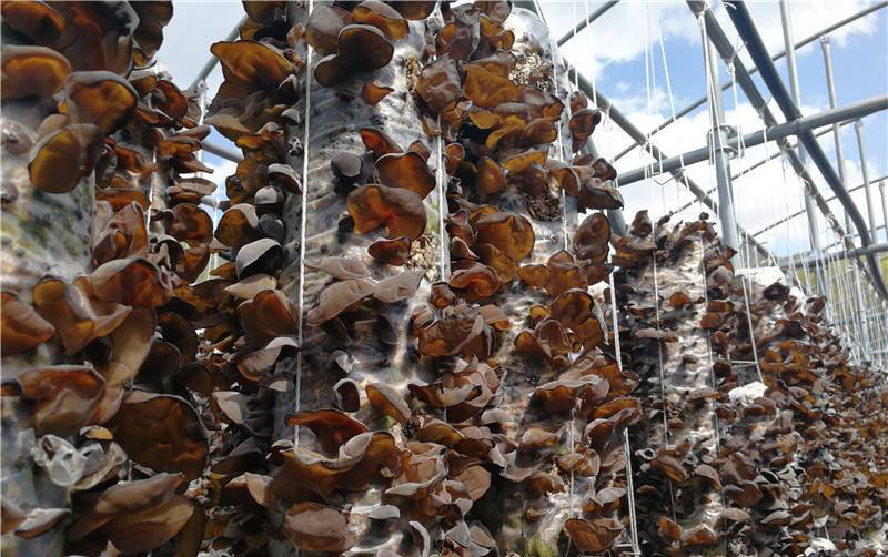 蔭棚種植黑木耳的層架袋栽技術