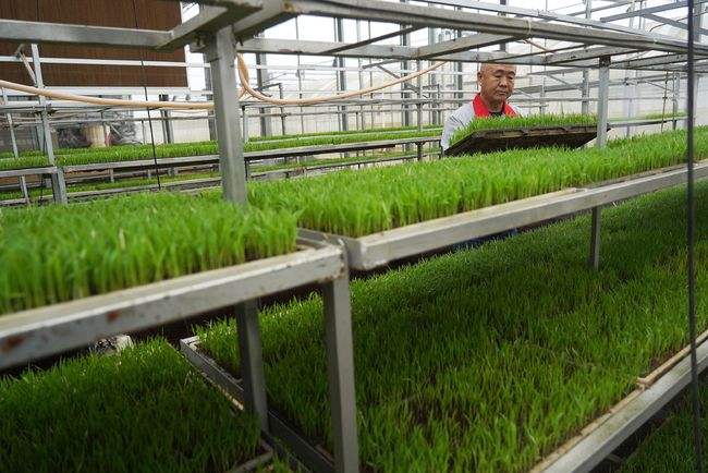 蒜苗種植機(jī)床