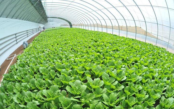 氣溫下降,棚菜需重視的病害有哪些