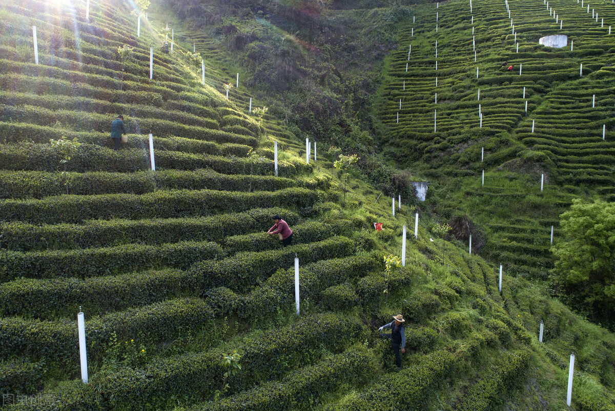 智能水肥一體化的實用性強，應用廣泛