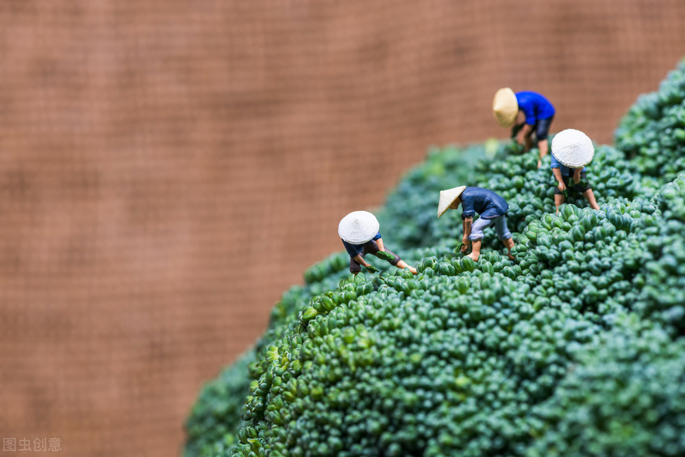 響水縣--中國(guó)西蘭花之鄉(xiāng)