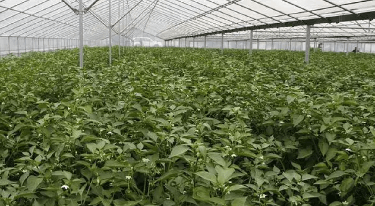 蔬菜產(chǎn)業(yè)規(guī)模化