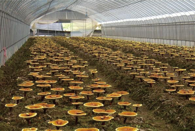 智慧農業的應用正如火如荼地進行中