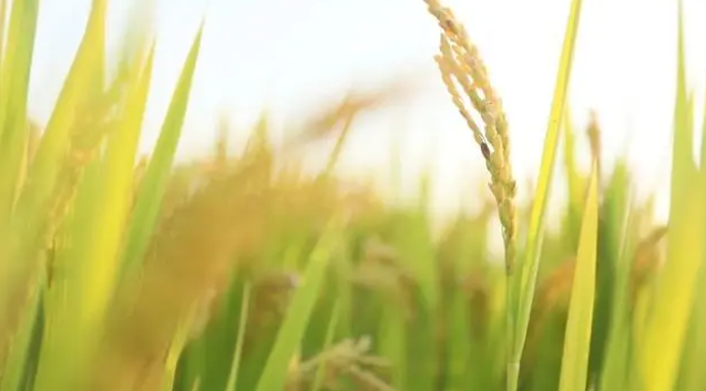 玉米畝產高達600多公斤