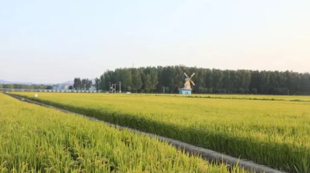 應用植保創新技術,開展病蟲害防治