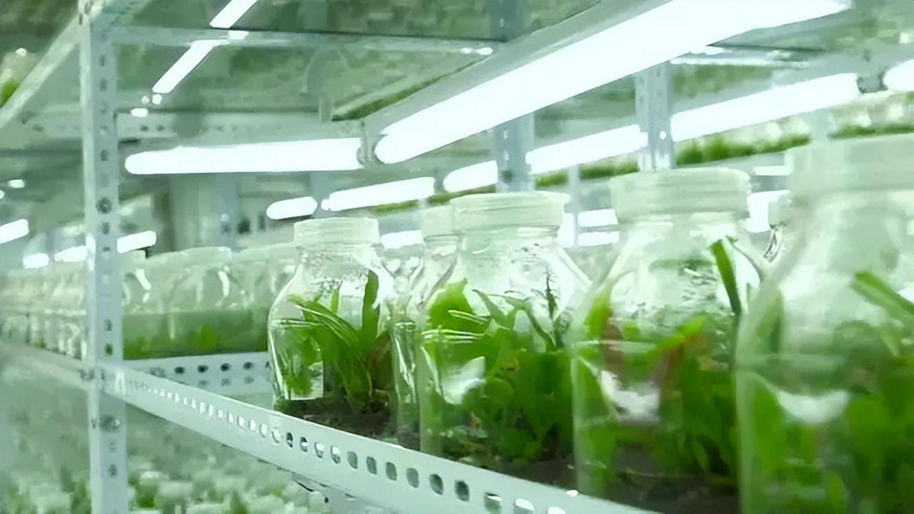 利用合成生物學自主固氮，減少農業化肥使用