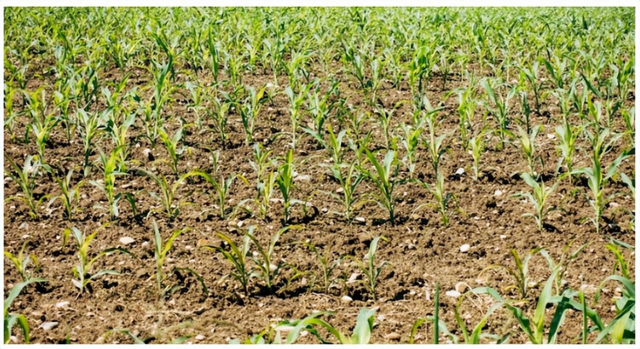 基于物聯網的可持續精準農業施肥管理