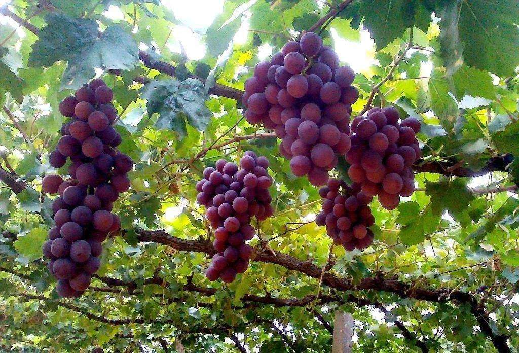 聚英云農(nóng)解析：葡萄為何會(huì)落花落果