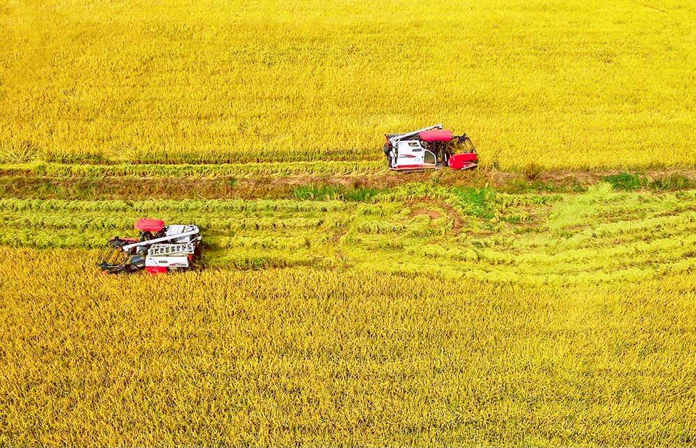 每天收割千余畝 “數收”“智儲”聯動配合烘干和倉儲——西青萬畝水稻豐收啦!
