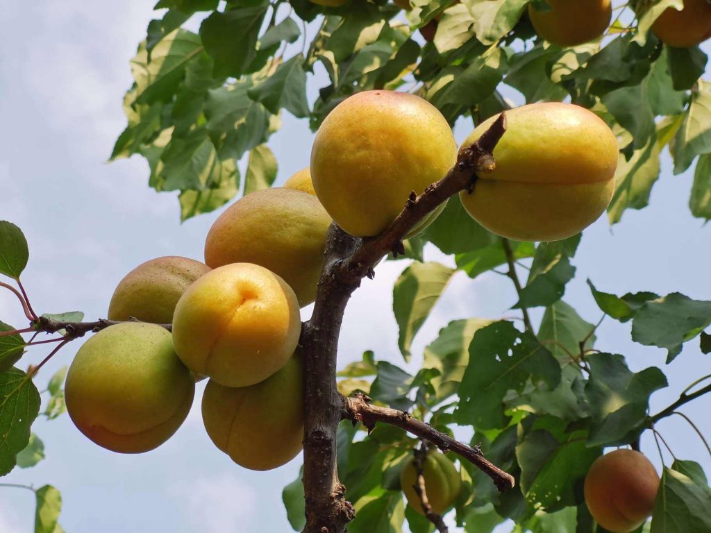 冬季杏園管理六要點(diǎn)