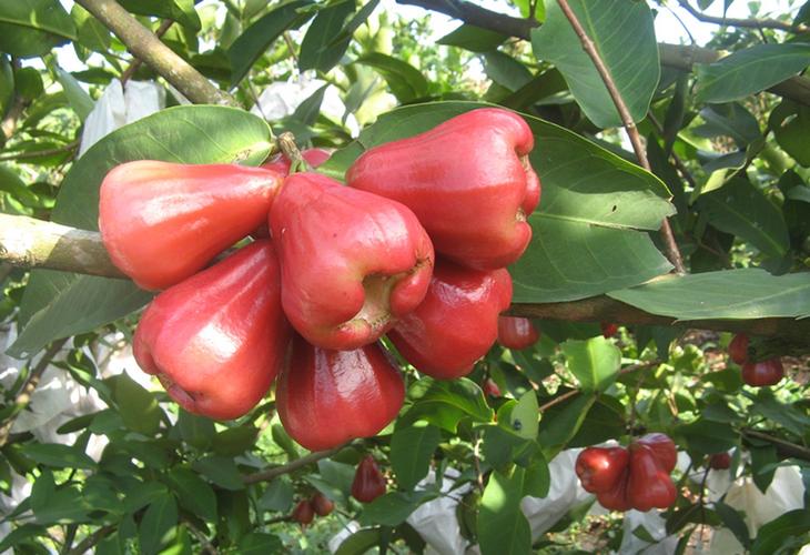 種植蓮霧的新技術(shù)