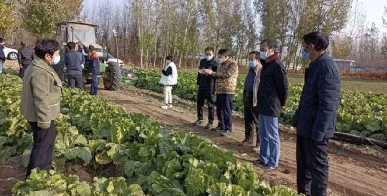蔬菜收獲機，農業機械化