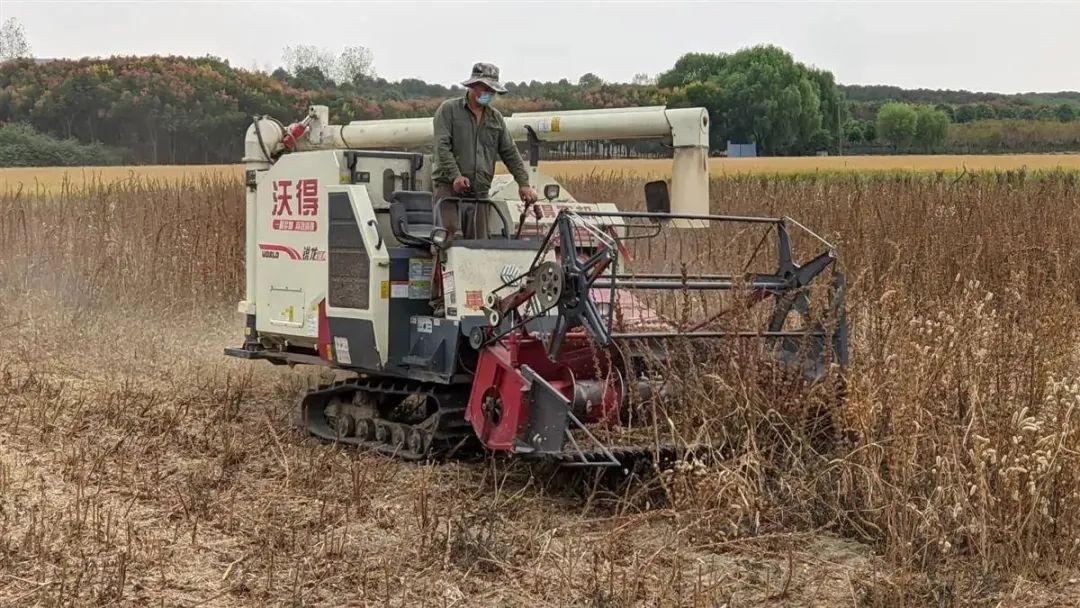 芝麻生產全程機械化