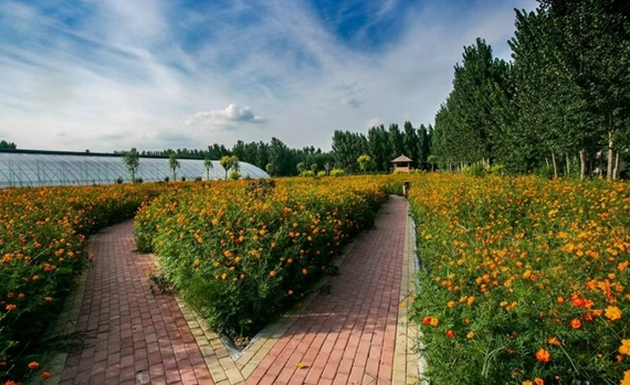 鄉村小院里的別樣鄉情