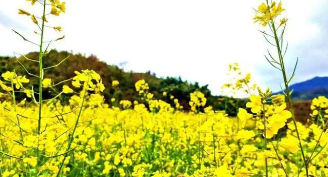 西林縣西平鄉(xiāng)那務(wù)村豬街屯油菜花海