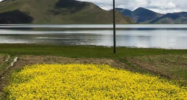 桂林龍勝偉江鄉(xiāng)南山水庫(kù)的一處油菜花田