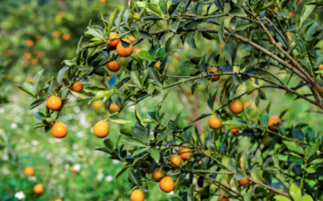 脆蜜金桔果園