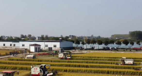 機收減損大比武 搶抓農時收水稻