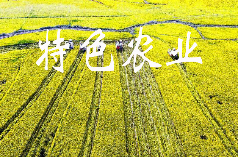 黑龍江訥河市打造特色農業產業集群