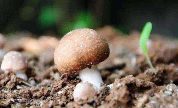 草菇的田間栽培技術