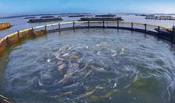 寒潮降溫對水產養殖的影響和應對措施