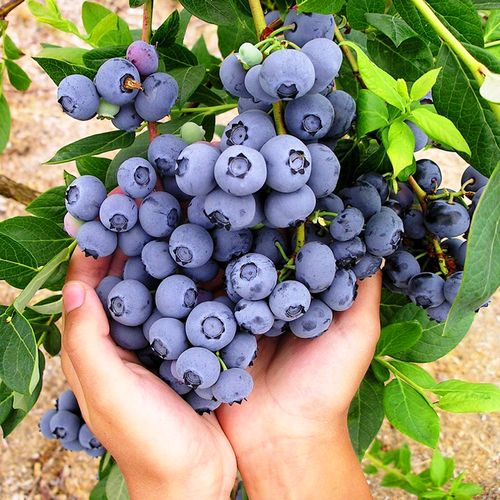 藍莓不開花怎么回事?