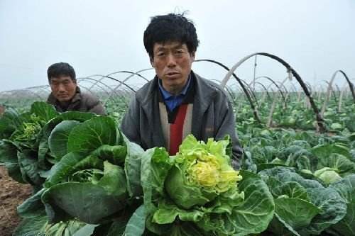 多措并舉　助農紓困 ——河南全力破解蔬菜滯銷問題