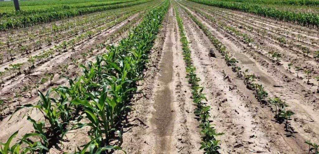 玉米大豆間作套種技術(shù)