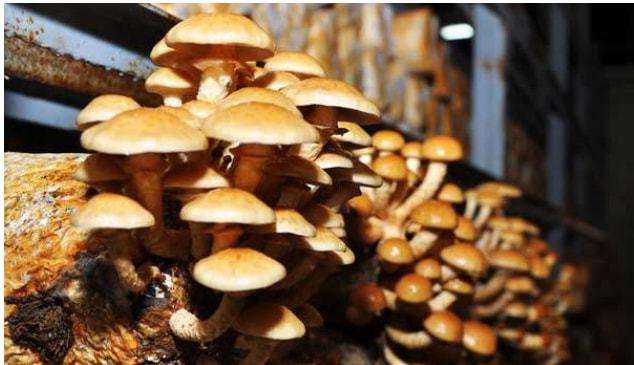 食用菌種植的高產(chǎn)技術(shù)