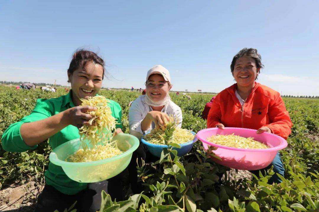 發(fā)展鄉(xiāng)村特色產(chǎn)業(yè) 拓寬增收致富渠道