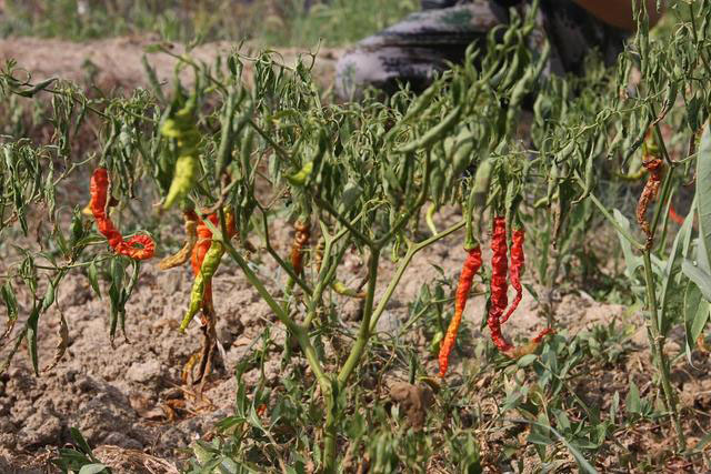 夏季辣椒死株的防治方法