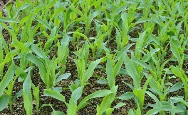 夏玉米缺苗的五項預防措施