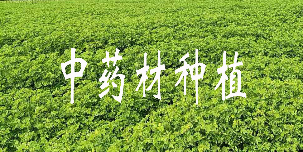 中藥材種植的土質(zhì)選擇