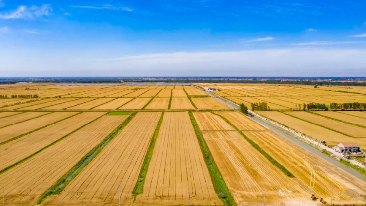 耕地“旱改水”項目實際是土地提質改造項目