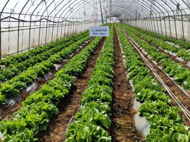 北京市農(nóng)業(yè)技術(shù)推廣站積極推進(jìn)全生物降解地膜在北京地區(qū)的示范應(yīng)用