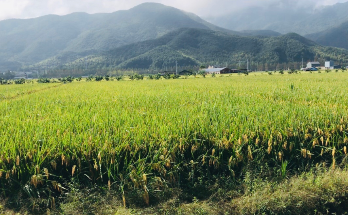 “稻漁共生”穩(wěn)糧增效系列政策