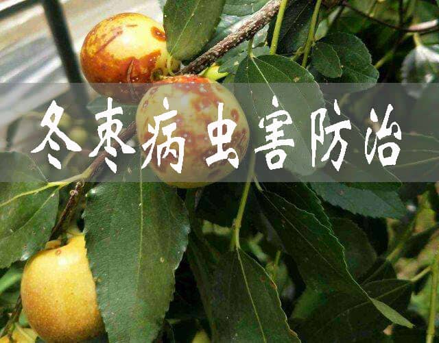 冬棗的病蟲(chóng)害防治奇招