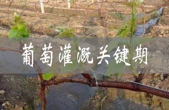 葡萄的六次關鍵澆水期