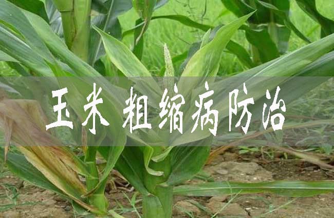 玉米粗縮病如何防治