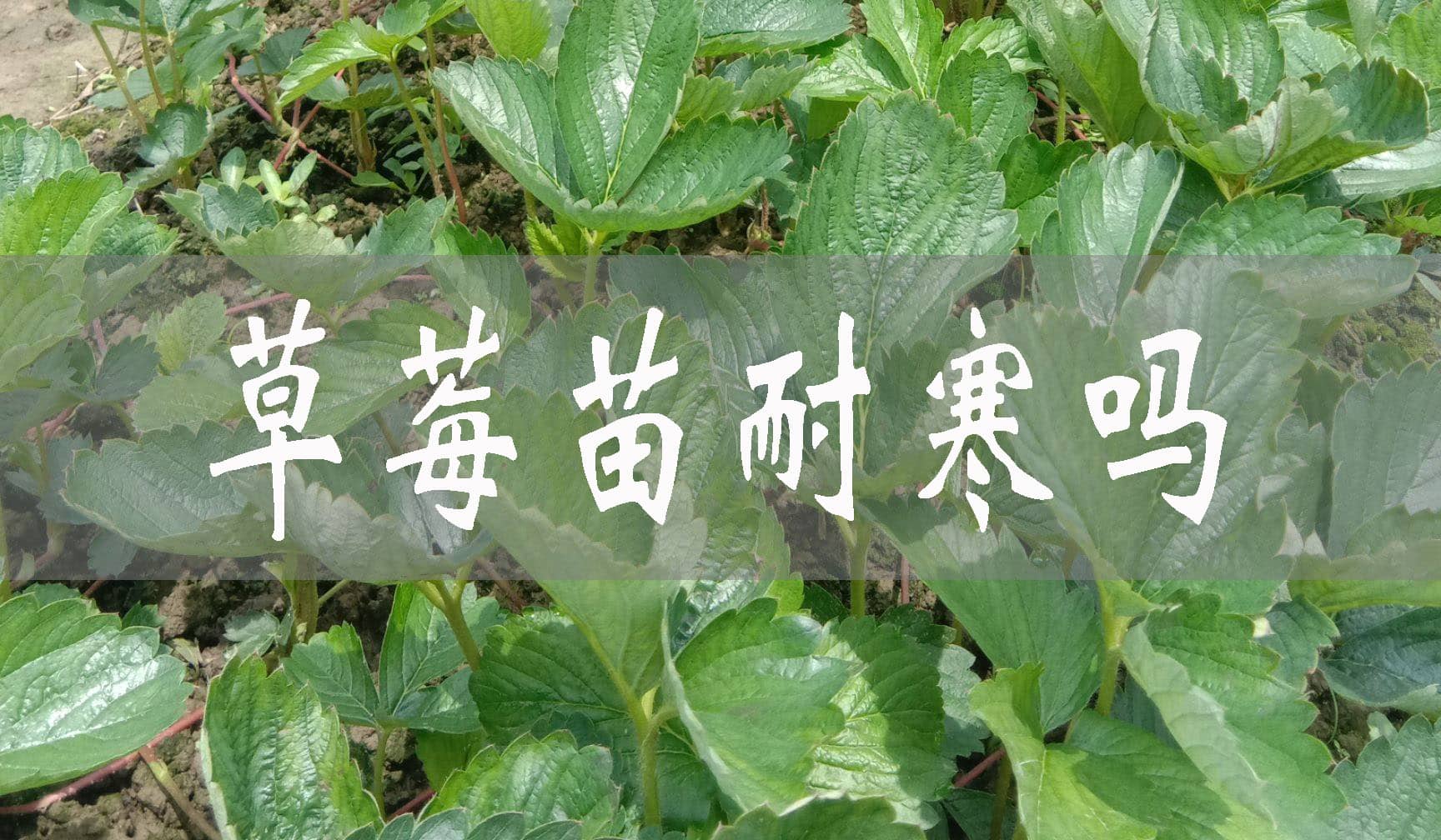 草莓苗冬天會(huì)凍死嗎?