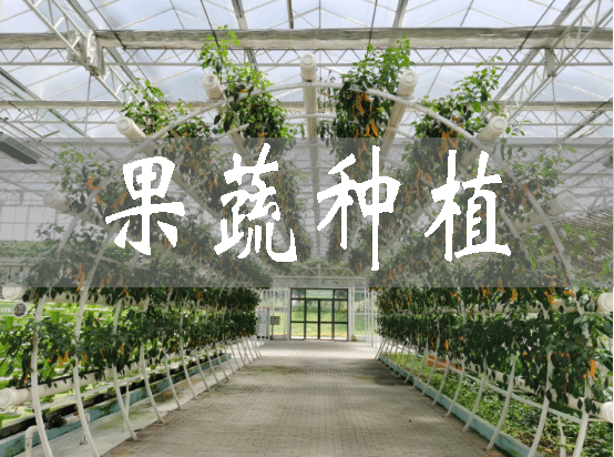 吉林：冬閑變冬忙 適冬果蔬種植助農增收