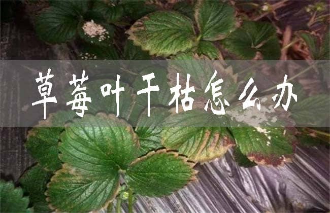 草莓葉子發(fā)黃干枯怎么處理