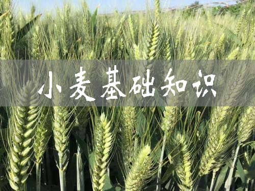 小麥?zhǔn)菃巫尤~還是雙子葉