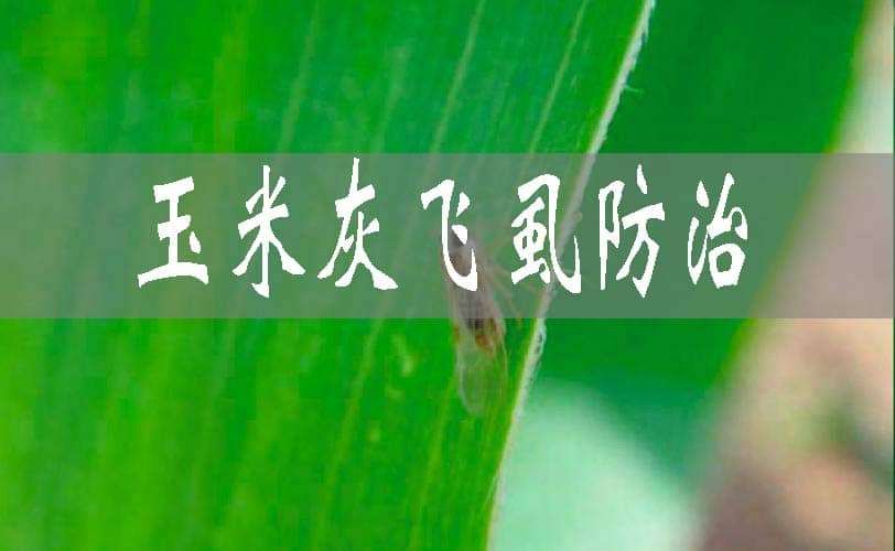 如何防治玉米田灰飛虱