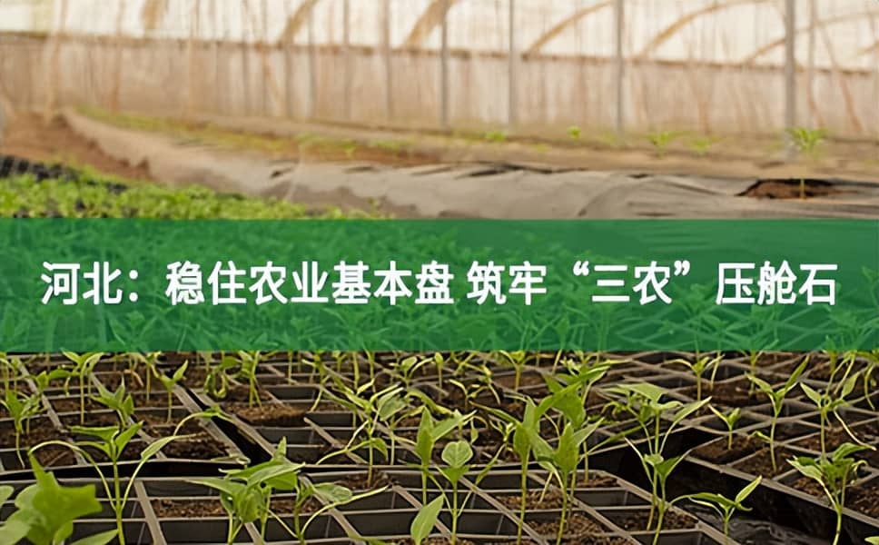 河北:穩住農業基本盤 筑牢“三農”壓艙石