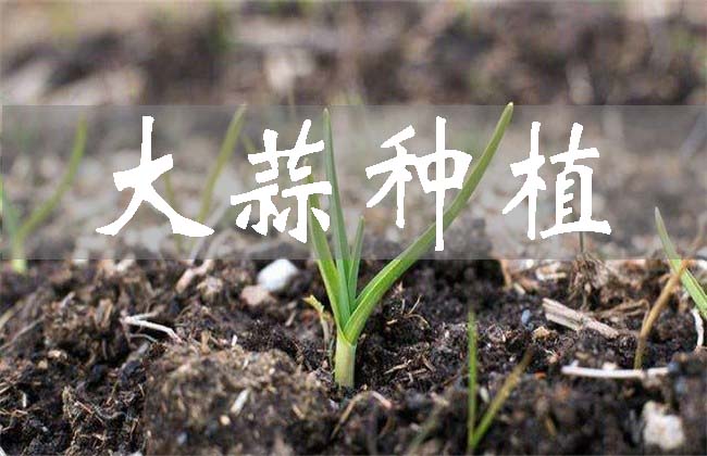 大蒜種植時(shí)間和方法