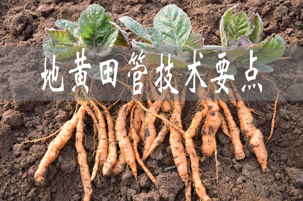 地黃田管技術要點