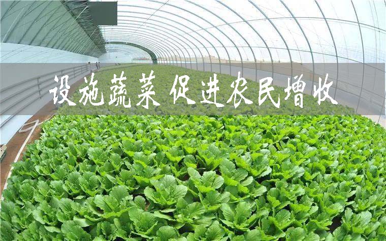 河北衡水49.4萬畝設施蔬菜促進農民增收